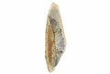 Fossil Hadrosaur (Edmontosaurus) Partial Tooth - Montana #340939-1